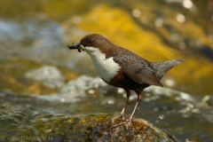 11 Wasseramsel - Cinclus cinclus